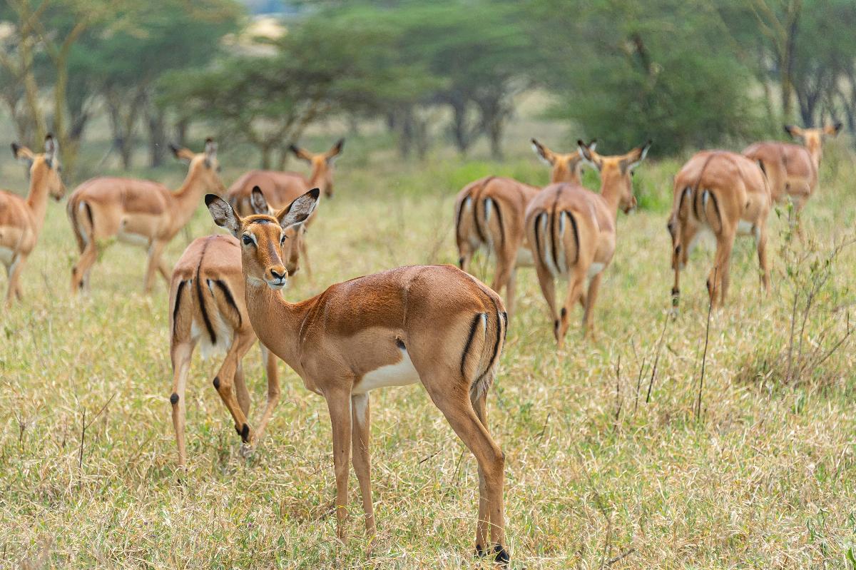 Herd of impalas grazing on a grassy savanna with acacia trees, one impala looking toward the camera — a Maasai Mara safari scene