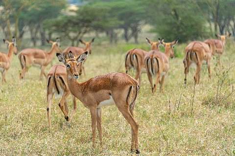 Herd of impalas grazing on a grassy savanna with acacia trees, one impala looking toward the camera — a Maasai Mara safari scene