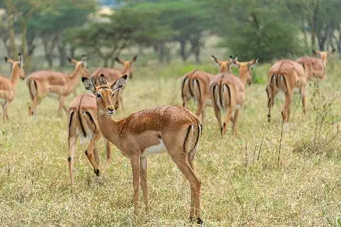 Herd of impalas grazing on a grassy savanna with acacia trees, one impala looking toward the camera — a Maasai Mara safari scene