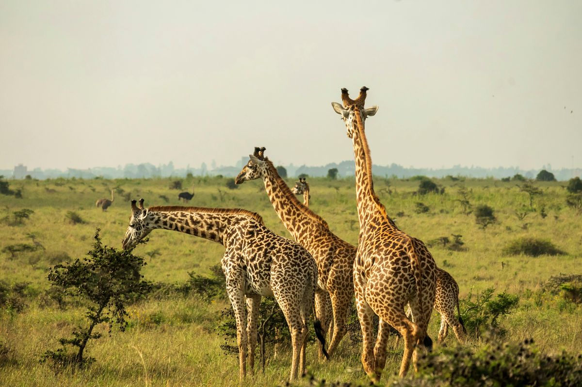Three giraffes standing on golden grassland with distant horizon on a Nairobi National Park full-day safari