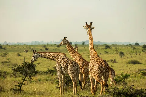 Three giraffes standing on golden grassland with distant horizon on a Nairobi National Park full-day safari