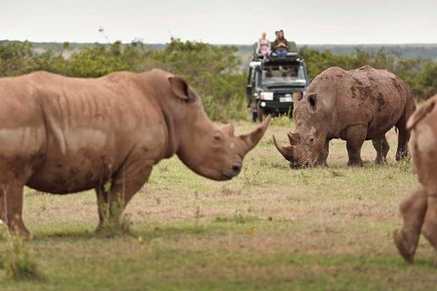 Rhinos grazing beside a safari jeep with tourists near Solio Lodge, Kenya — scene from the 8-Day Meru, Samburu, Ol Pejeta & Lake Nakuru safari