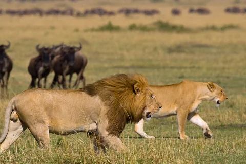 Male and female lion walking across open savanna with wildebeest gathering in the distance
