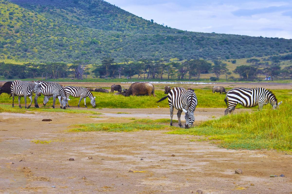 Zebras grazing near a lake with elephants and green hills — scenic wildlife on the 3-Day Aberdare & Mount Kenya Safari from Nairobi