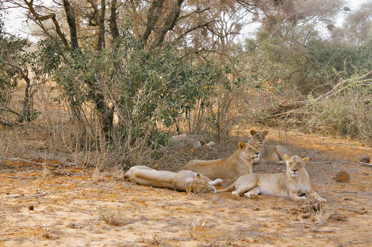Lion pride resting in shaded bush on a Tsavo East safari