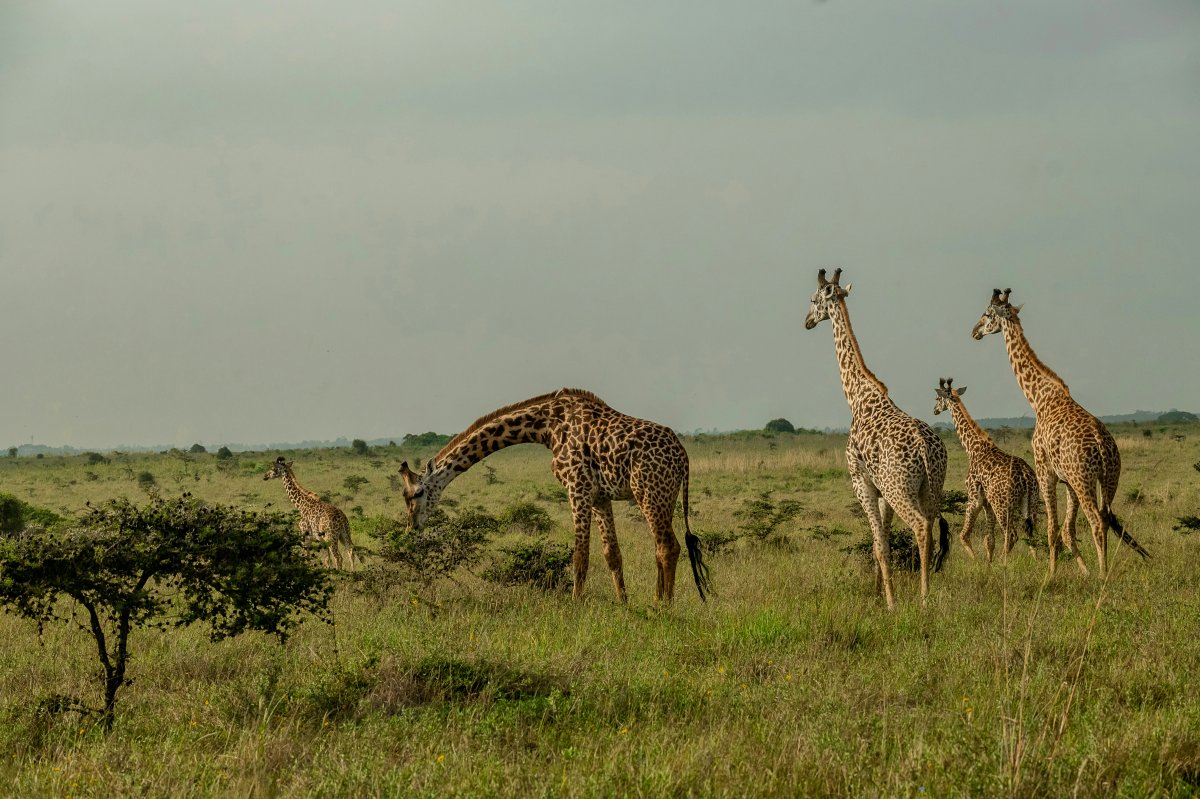 Herd of giraffes grazing across the open savanna under a pale sky on a Nairobi National Park full-day safari