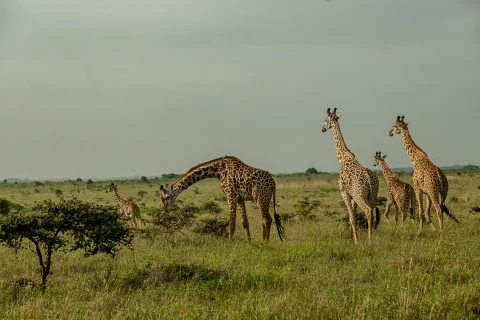 Herd of giraffes grazing across the open savanna under a pale sky on a Nairobi National Park full-day safari