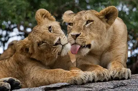Two lion cubs nuzzling and grooming each other at a wildlife sanctuary