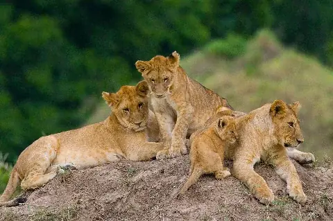 Pride of lions with cubs resting on a termite mound — 7 Days Untamed Safari highlight