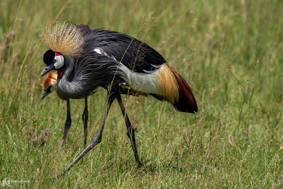 Grey crowned crane and chick in tall savanna grass at Amboseli National Park — 2-Day Amboseli National Park Safari from Nairobi