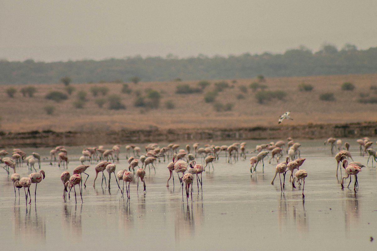 Flamingo flock wading across a shallow Lake Nakuru shoreline during the 6-Day Samburu, Ol Pejeta, Lake Nakuru & Naivasha Safari from Nairobi
