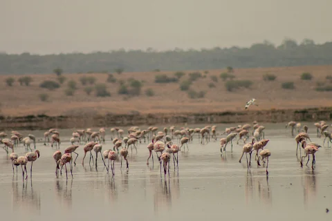 Flamingo flock wading across a shallow Lake Nakuru shoreline during the 6-Day Samburu, Ol Pejeta, Lake Nakuru & Naivasha Safari from Nairobi