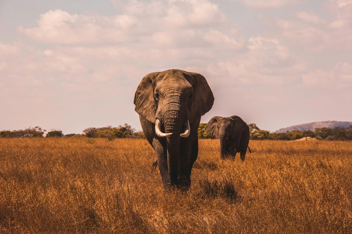 African elephant walking toward the camera across golden savanna under a pastel sky
