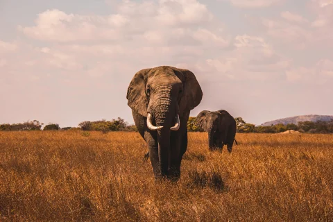 African elephant walking toward the camera across golden savanna under a pastel sky