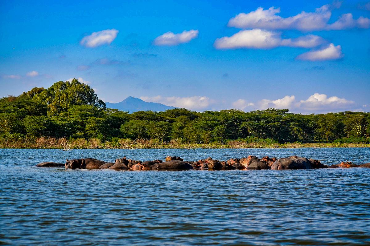Pod of hippos resting in a lake with lush green shoreline and a distant mountain under a clear blue sky — Lake Naivasha hippos on the Crescent Island day tour