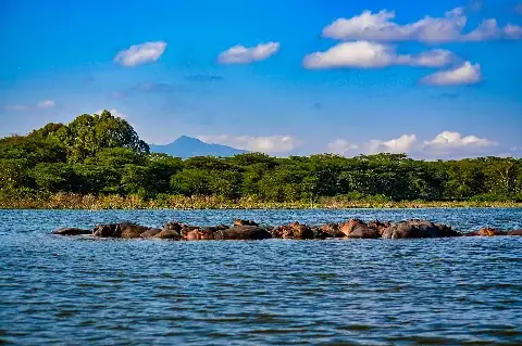 Pod of hippos resting in a lake with lush green shoreline and a distant mountain under a clear blue sky — Lake Naivasha hippos on the Crescent Island day tour