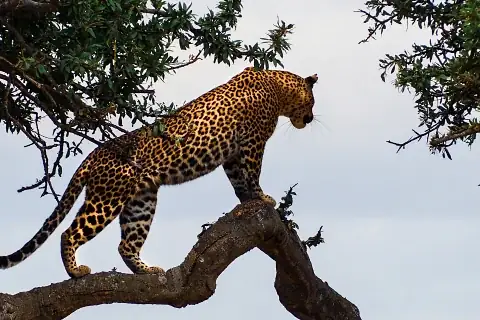 Leopard poised on a tree branch, spotted coat silhouetted against the sky — highlight of the 4-Day Maasai Mara Big Cat Safari from Nairobi.