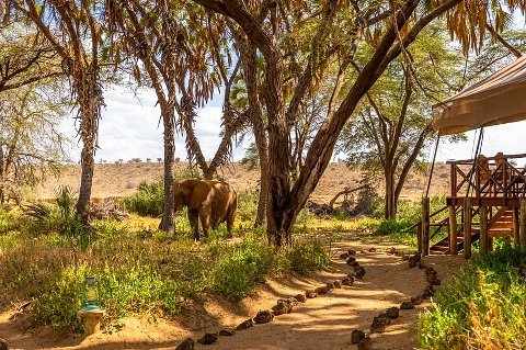 Tented safari camp pathway with an elephant grazing under acacia trees — 4 Days Aberdare & Samburu Wildlife Safari