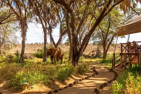 Tented safari camp pathway with an elephant grazing under acacia trees — 4 Days Aberdare & Samburu Wildlife Safari