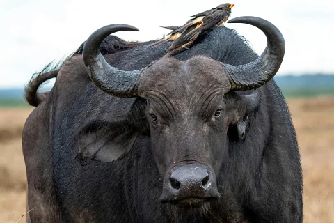 Close-up African buffalo with an oxpecker perched on its back against blurred savanna plains at Ol Pejeta Conservancy.