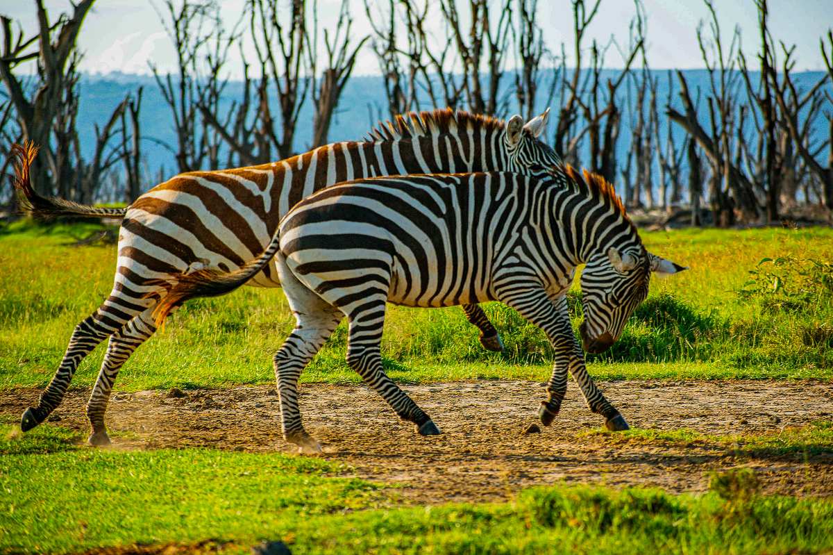 Two zebras walking and grazing on a green Kenyan savannah with skeletal trees in the background — image for 8-Day Ultimate Kenya Safari
