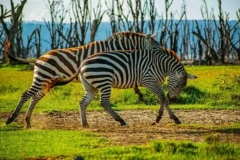 Two zebras walking and grazing on a green Kenyan savannah with skeletal trees in the background — image for 8-Day Ultimate Kenya Safari