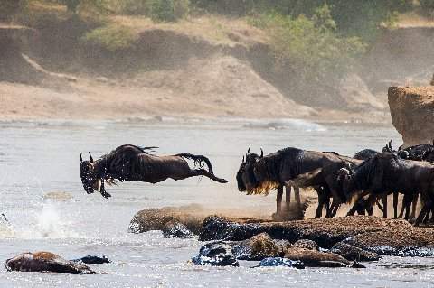 Wildebeest mid-air leaping into a river as herd waits on a rocky bank, dramatic Great Migration moment — 10-Day Kenya Safari