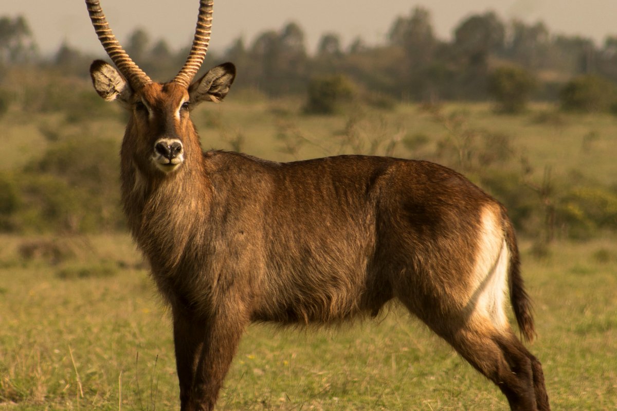 Antelope with curved horns standing on open grassland in Shimba Hills National Reserve during a day safari from Mombasa