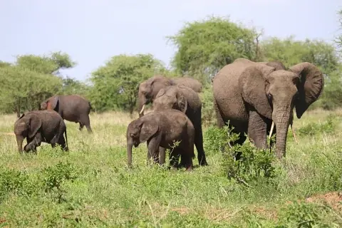Family of African elephants grazing in green savanna on the 6-Day Samburu, Ol Pejeta, Lake Nakuru & Naivasha Safari from Nairobi