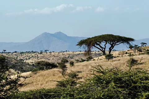 Colinas ondulantes de sabana salpicadas de una acacia con copa en forma de sombrilla y montañas lejanas en la región de los Aberdares
