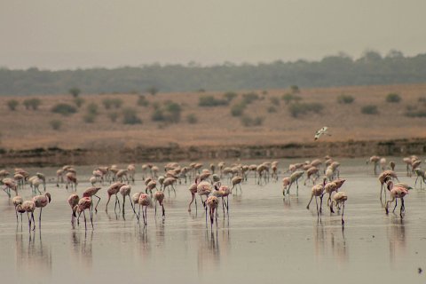 Flamingos wading and feeding across a shallow salt lake, mirrored reflections on calm water