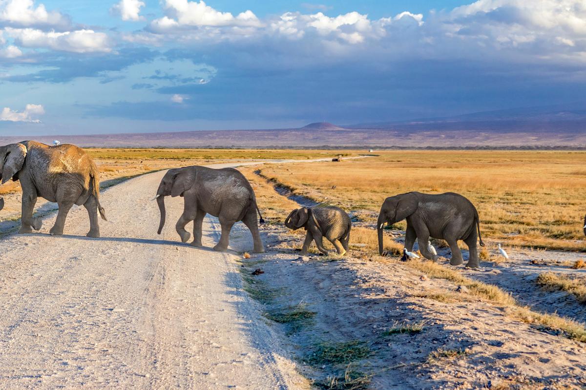 Elephant family crossing a dusty track across open savannah on a guided Kenya safari