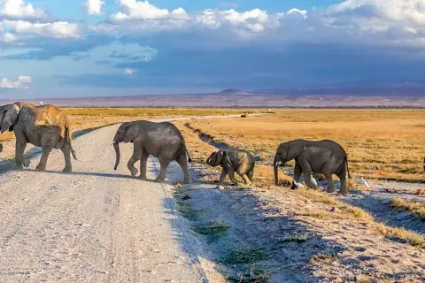 Elephant family crossing a dusty track across open savannah on a guided Kenya safari