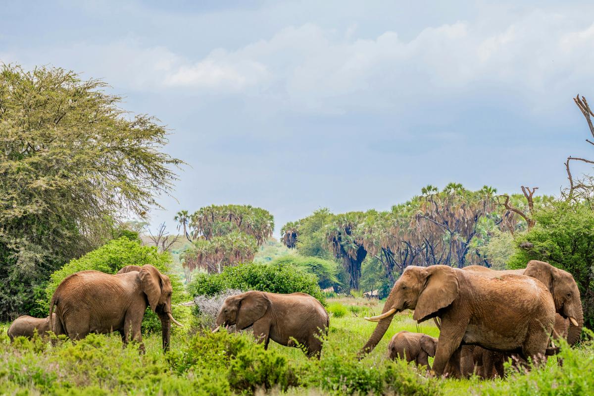 Family of elephants walking through lush scrubland in Samburu National Reserve