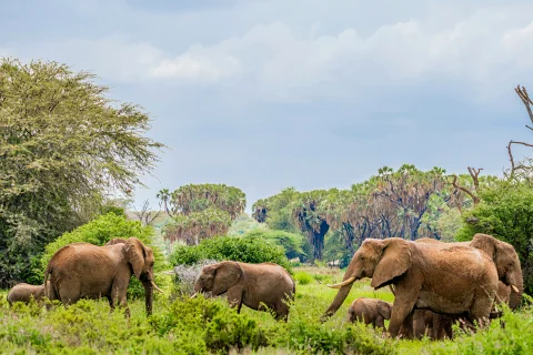 Family of elephants walking through lush scrubland in Samburu National Reserve