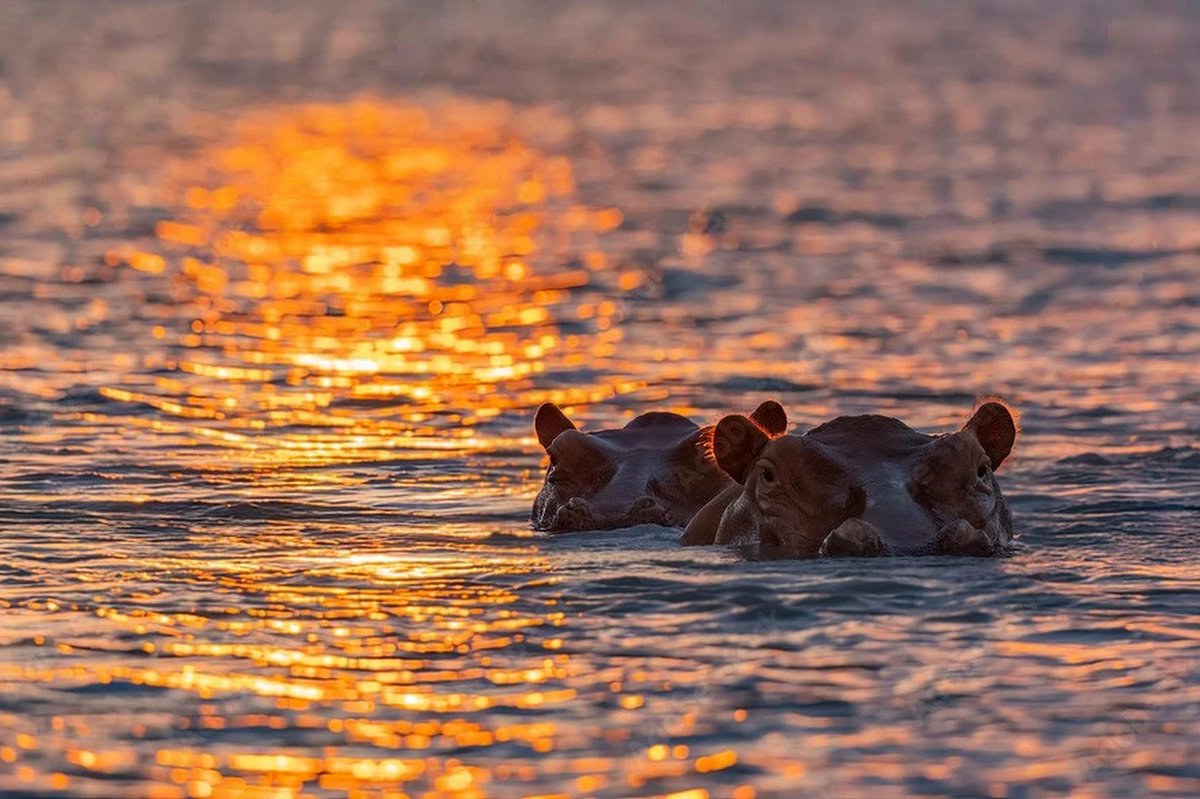 Hippos partially submerged at sunset, eyes and ears breaking the golden water
