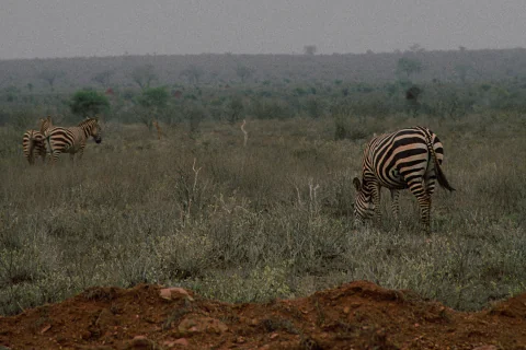Zebras grazing on open savanna in Tsavo East with a dusty horizon — 2-Day Tsavo East Safari from Mombasa.