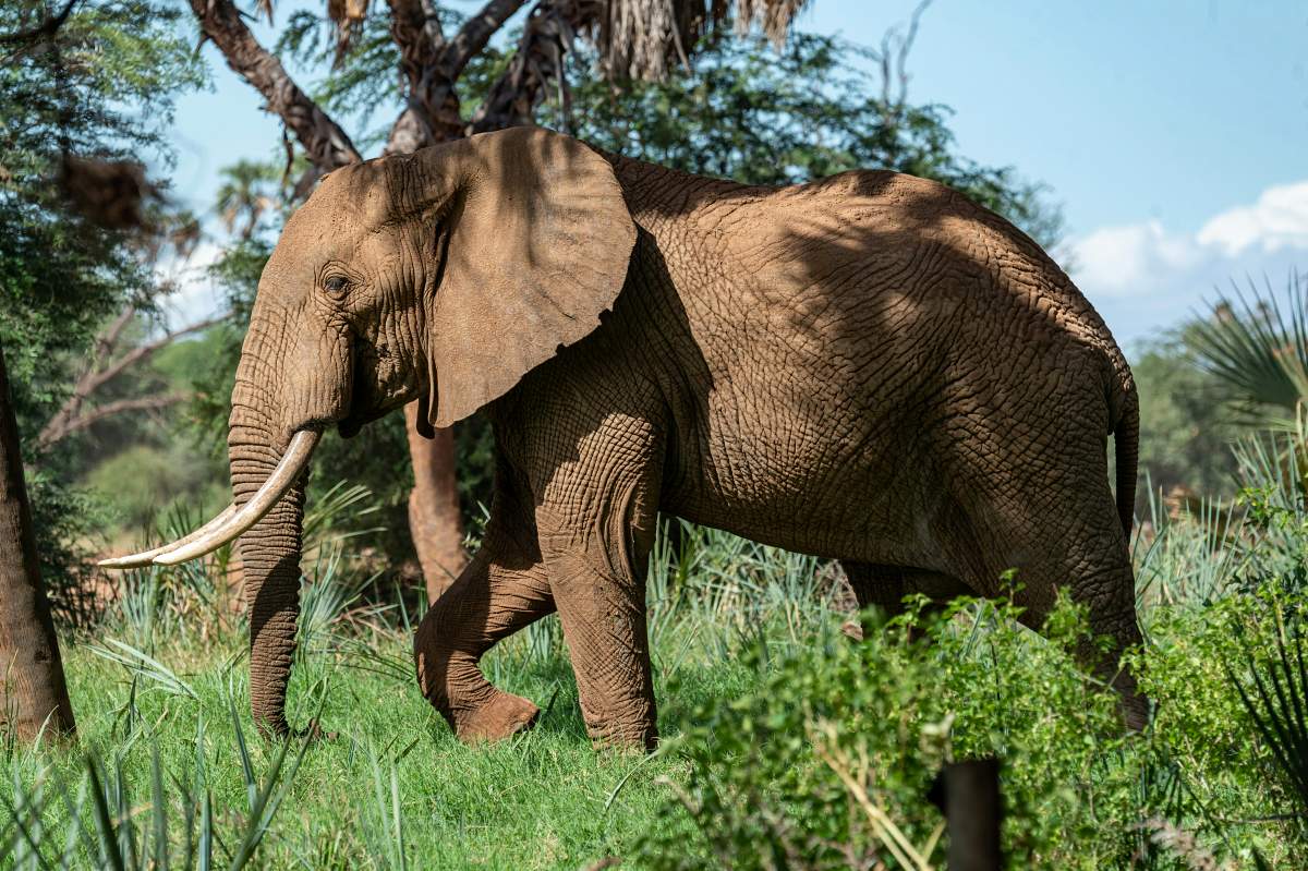 Éléphant d'Afrique marchant à travers des herbes luxuriantes et des acacias dans le parc national de Meru — scène du Meru Wilderness Day Safari en avion