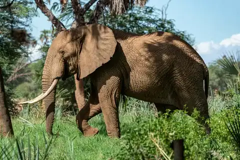 Éléphant d'Afrique marchant à travers des herbes luxuriantes et des acacias dans le parc national de Meru — scène du Meru Wilderness Day Safari en avion