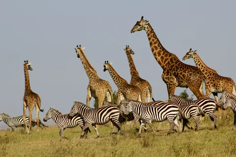 Zebras grazing beside a group of towering giraffes on the open Kenyan savannah — scene from the 8-Day Meru, Samburu, Ol Pejeta, Aberdare & Lake Nakuru safari from Nairobi