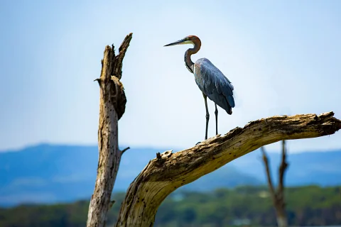 Large heron standing on a weathered tree branch against a clear blue sky and distant hills — classic Kenyan safari birdlife