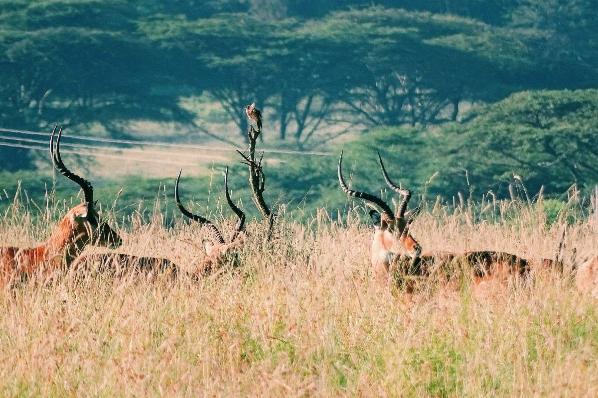 Group of antelopes with curved horns resting in tall grass against acacia trees in Samburu