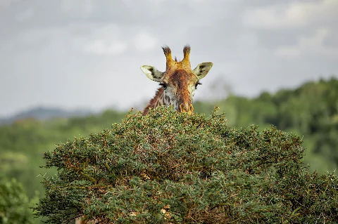 Giraffe peeking over a thorny acacia bush, close-up head and ears — scene from the 6-Day Maasai Mara, Lake Nakuru, Lake Naivasha & Amboseli Safari