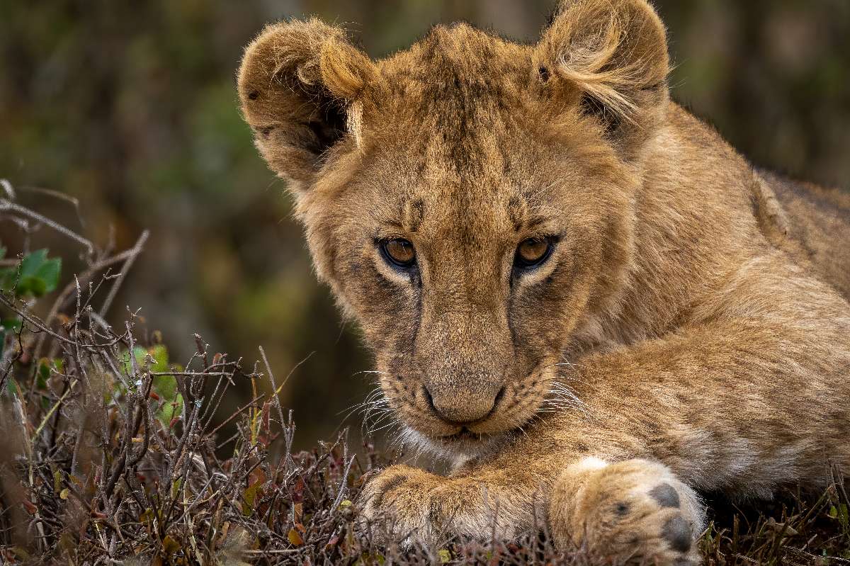 Close-up portrait of a young lion cub resting in scrub, showing detailed fur and amber eyes