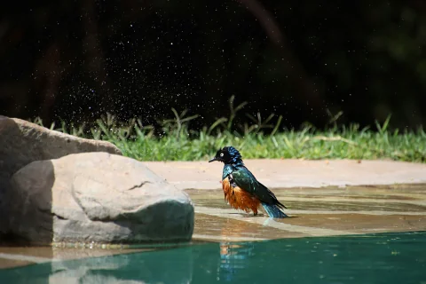 Oiseau coloré se baignant dans une mare peu profonde près des rochers lors d'un safari au Parc national de Meru