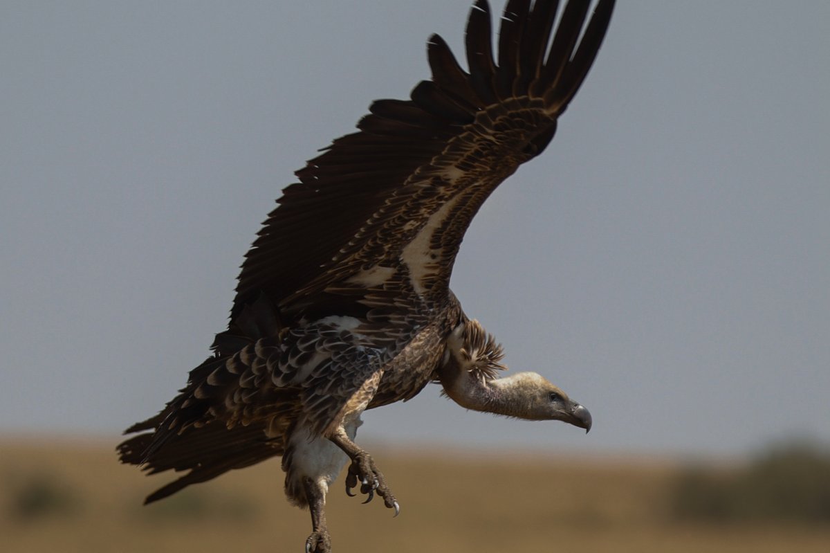 Vulture in mid-flight over the open plains of the Maasai Mara
