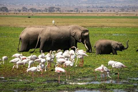 Adult elephants and a calf among a flock of pink flamingos in a shallow Amboseli wetland