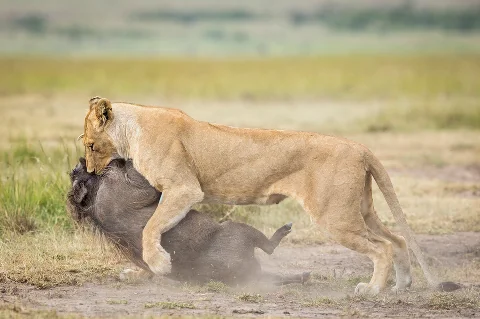 Lioness subduing a wildebeest in a dramatic hunting scene on the Maasai Mara