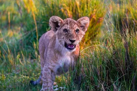 Lion cub in tall golden savanna grass at sunset — 8-day Meru, Samburu, Ol Pejeta, Aberdare & Lake Nakuru safari.