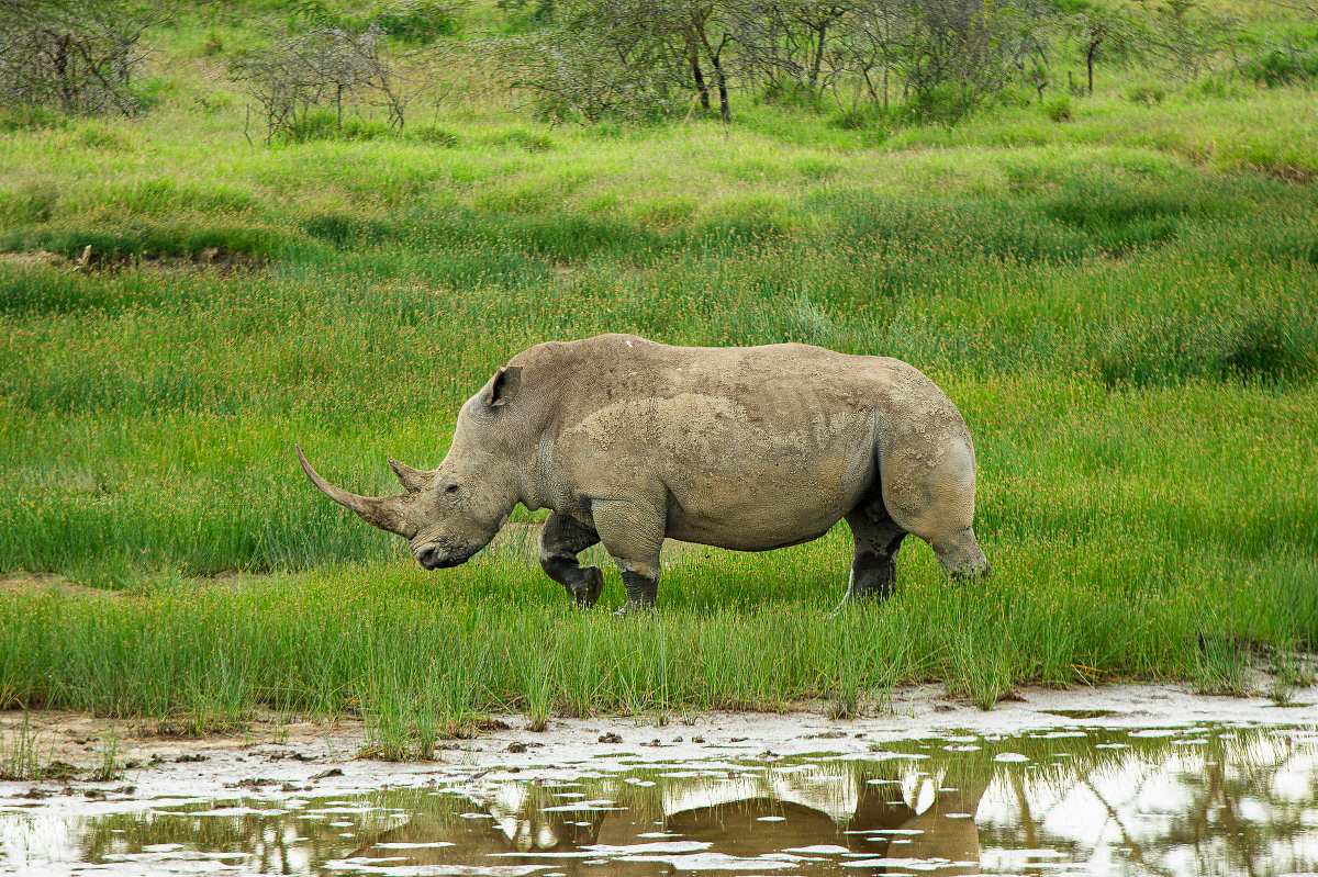 Rhinocéros blanc se promenant au bord d'une mare marécageuse, reflet dans le bassin sous une herbe verte et luxuriante — scène du safari classique de 9 jours au Kenya